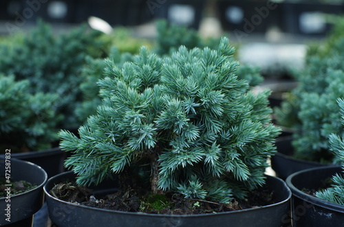 Juniperus squamata Blue Star. Flaky Juniper photo
