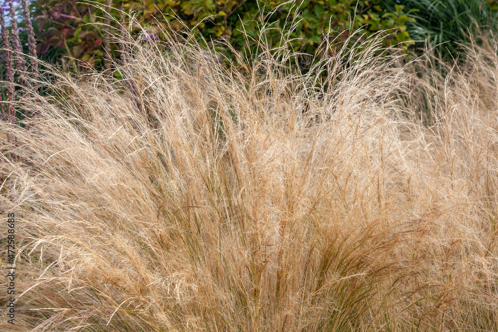 Stipa Tenuissima an evergreen ornamental grass plant commonly known as ...