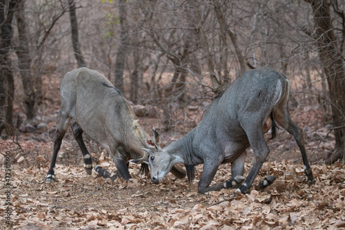 Beautiful and biggest asian antelope nilgai male fighting in the nature habitat. Big males fight. Indian wildlife. Blue bull mating time.