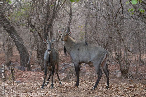 Beautiful and biggest asian antelope nilgai male fighting in the nature habitat. Big males fight. Indian wildlife. Blue bull mating time. photo