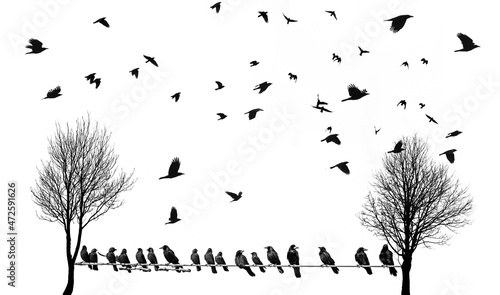 Canvas Print black silhouettes of flying birds and trees