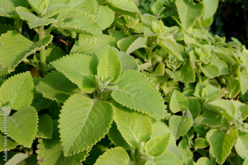 Top tree green leaves of Indian borage or Coleus amboinicus with sunlight. Another name is Cuban oregano, Mexican mint, Mexican thyme or Spanish thyme. Top tree green leaves of Indian borage or Coleus amboinicus with sunlight. Another name is Cuban oregano, Mexican mint, Mexican thyme or Spanish thyme.