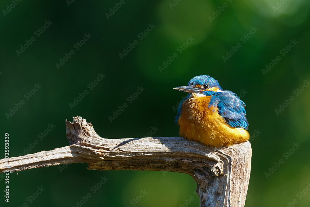 Common Kingfisher (Alcedo atthis) sitting on a branch after fishing in the forest in the Netherlands Common Kingfisher (Alcedo atthis) sitting on a branch after fishing in the forest in the Netherlands