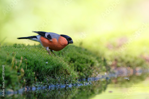 Eurasian bullfinch, common bullfinch or bullfinch (Pyrrhula pyrrhula) searching for water at a small waterhole in the forest in the Netherlands