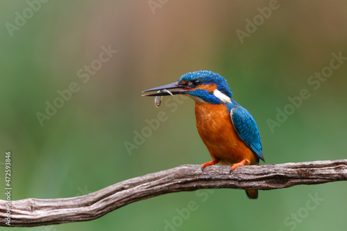 Common Kingfisher (Alcedo atthis) sitting on a branch after fishing in the forest in the Netherlands