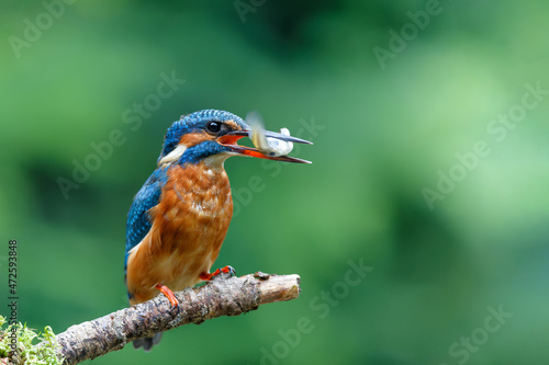 Common Kingfisher (Alcedo atthis) sitting on a branch after fishing in the forest in the Netherlands