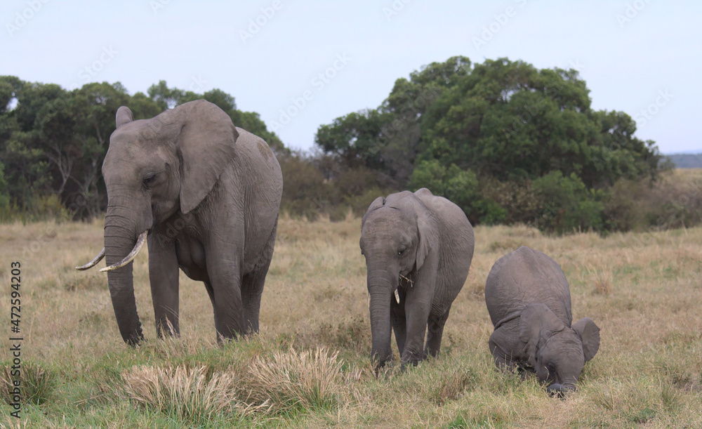 Fototapeta premium funny baby african elephant rolls in grass as mother and sibling continue grazing peacefully in the wild masai mara, kenya