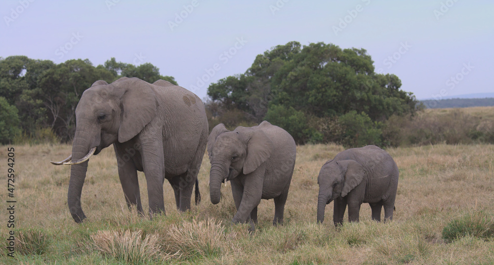 Fototapeta premium a herd of elephants, one adult and two calves, grazing peacefully in the wild grasslands of the masai mara, kenya
