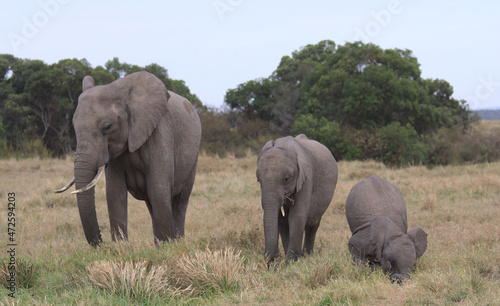 funny baby african elephant rolls in grass as mother and sibling continue grazing peacefully in the wild masai mara, kenya