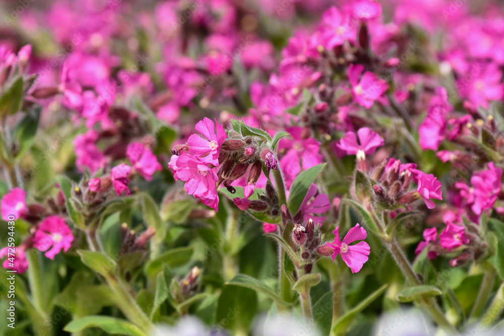 Fototapeta premium Lichtnelke