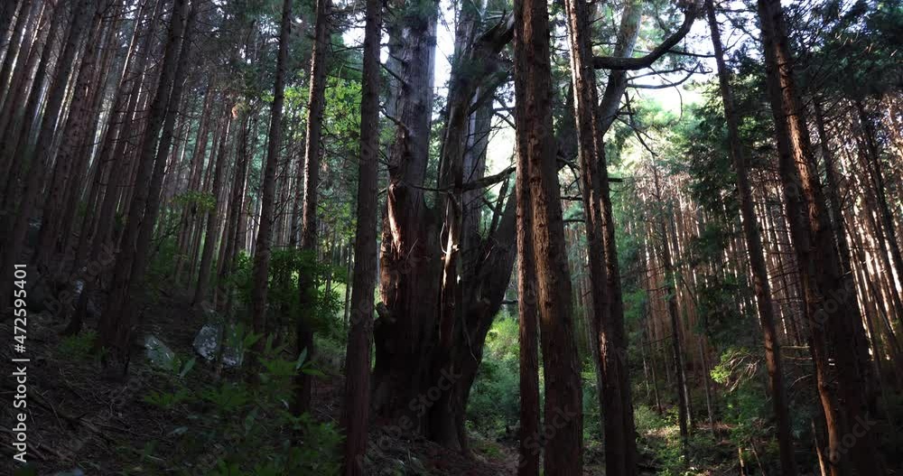 A Japanese big cedar tree in the mysterious forest daytime wide shot A Japanese big cedar tree in the mysterious forest daytime wide shot