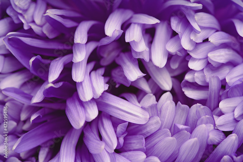 Violet aster flower closeup chrysanthemum type. Rich petals purple flower head full frame. In bloom macro