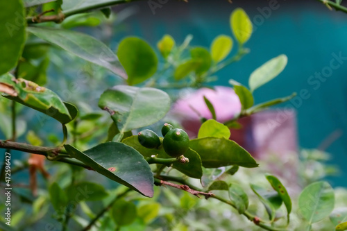 Green lemon tree in the garden with daylight.