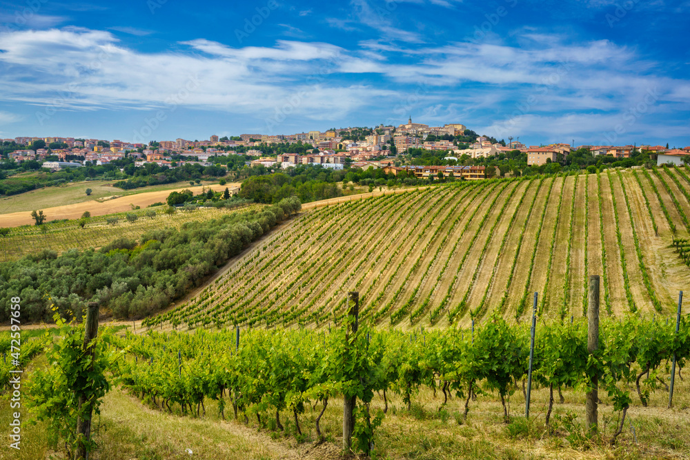 View of Camerano, Ancona province, and vineyards