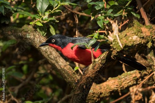 Black-headed Gonolek - Laniarius erythrogaster, beautiful perching bird from African bushes and woodlands, Uganda. photo