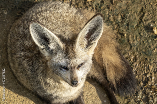 Bat eared fox close up portrait photo