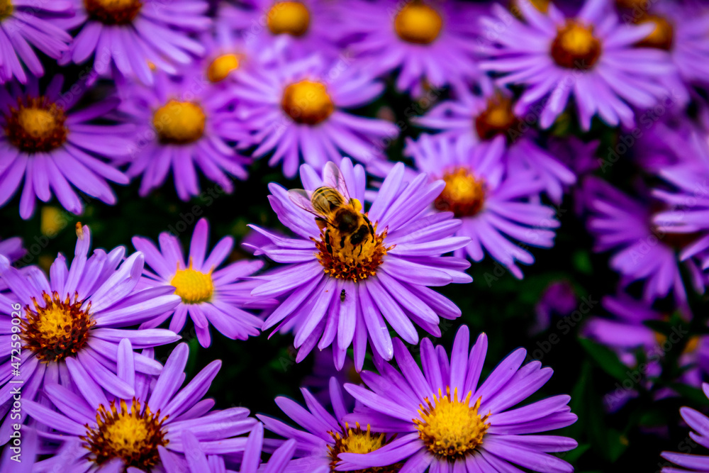 Wunderschöne Blütenpracht im heimischen Garten Wunderschöne Blütenpracht im heimischen Garten