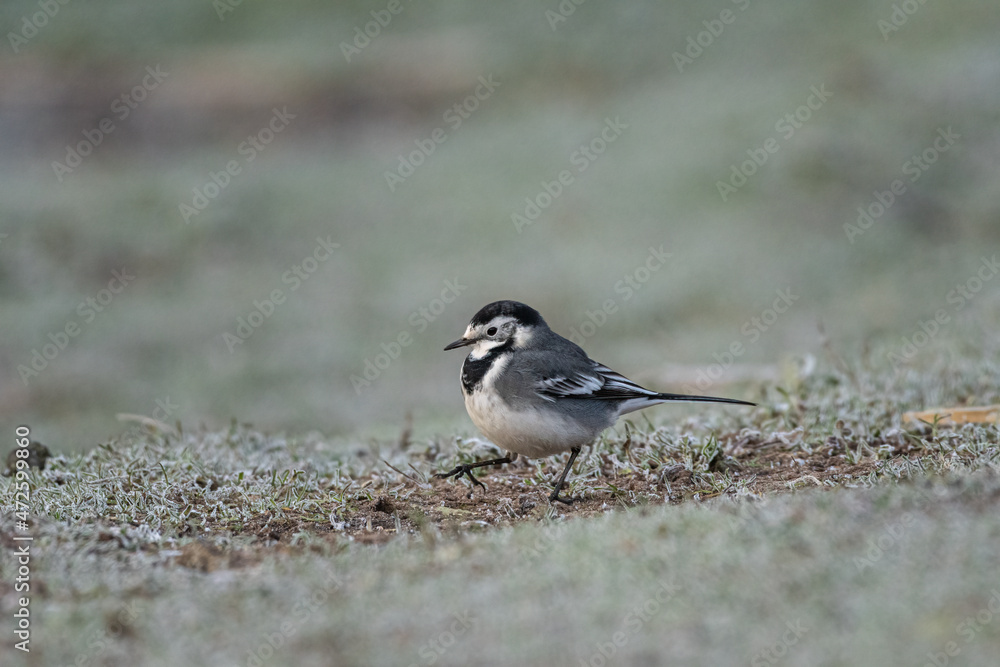 Adult Pied Wagtail, Motacilla Alba Yarrellii on frozen grassland.