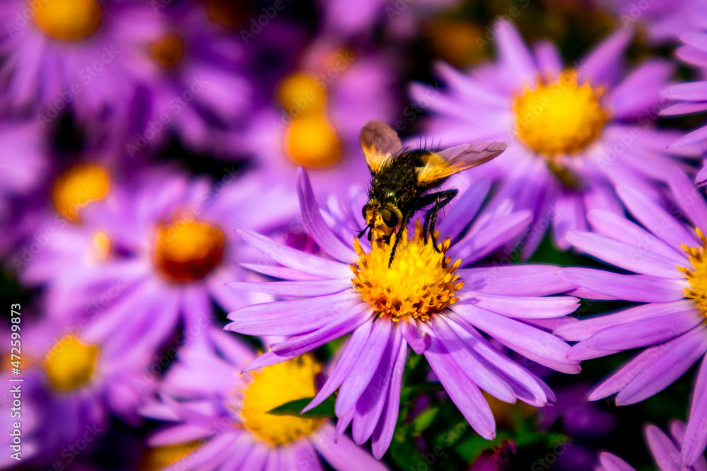 Wunderschöne Blütenpracht im heimischen Garten Wunderschöne Blütenpracht im heimischen Garten