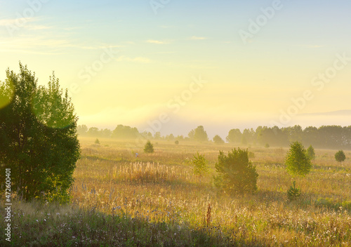 Fototapeta Naklejka Na Ścianę i Meble -  Misty dawn in the field
