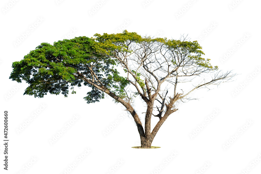 Isolated green tree on white background, Trees isolated on white background, tropical trees isolated used for design, advertising and architecture. Isolated green tree on white background, Trees isolated on white background, tropical trees isolated used for design, advertising and architecture.