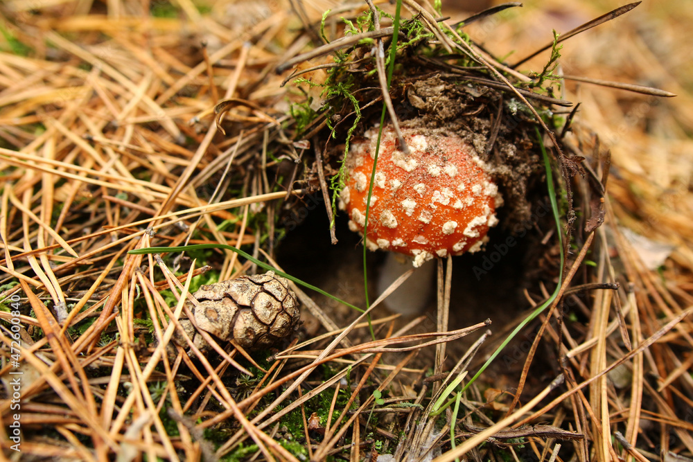 Photo of a beautiful little red fly agaric underground with a pine cone. An inedible and poisonous mushroom in a pine forest. Photo of a beautiful little red fly agaric underground with a pine cone. An inedible and poisonous mushroom in a pine forest.