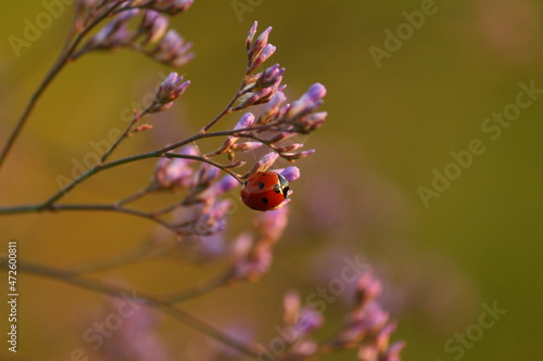 Color closeup of a ladybug on a branch. Beautiful enlarged photograph of an insect.