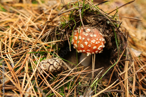 Photo of a beautiful little red fly agaric underground with a pine cone. An inedible and poisonous mushroom in a pine forest.