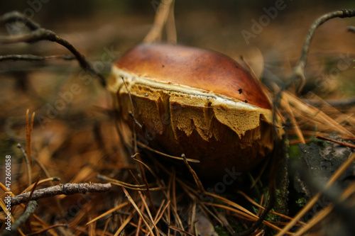 Photo of an unusual mushroom with a brown cap. Coniferous needles in a pine forest. Edible and inedible mushrooms.