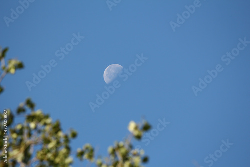 Color photograph of the waning moon during the day against a blue sky. Blurry trees in the foreground.