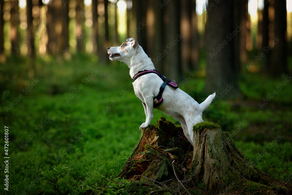 Dog jack russell in the woods, the dog on the nature