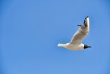 seagull flying in the sky, photo as a background , in saint maries de la mer sea village Camargue, france