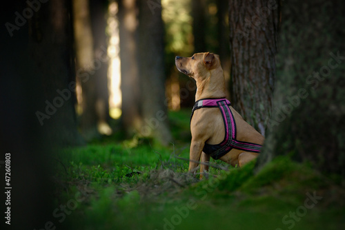 Dog pitbull in the woods, the dog on the nature