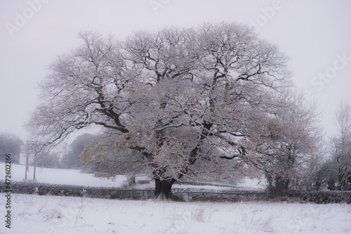 Giant oak tree in winter