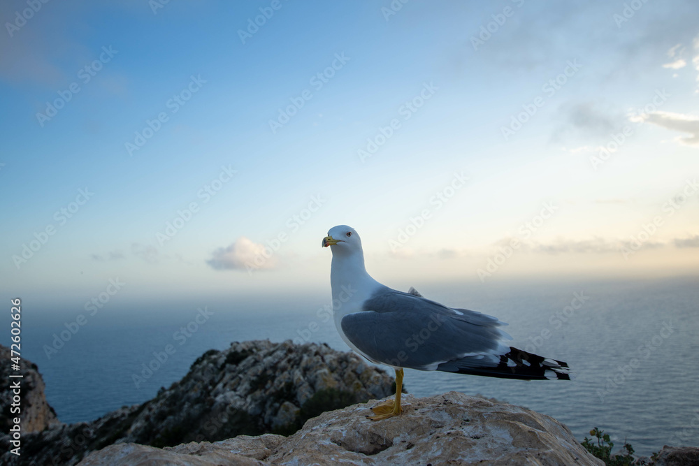 Fototapeta premium FAUNA-CALPE