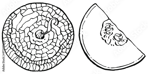 Melon realistic vector sketch. Decorative retro style collection hand drawn farm product for restaurant menu, market label, logo, emblem and  kitchen design. Decoration for food packaging.