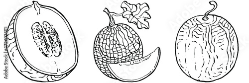 Melon realistic vector sketch. Decorative retro style collection hand drawn farm product for restaurant menu, market label, logo, emblem and  kitchen design. Decoration for food packaging.