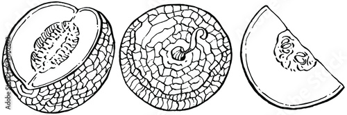 Melon realistic vector sketch. Decorative retro style collection hand drawn farm product for restaurant menu, market label, logo, emblem and  kitchen design. Decoration for food packaging.