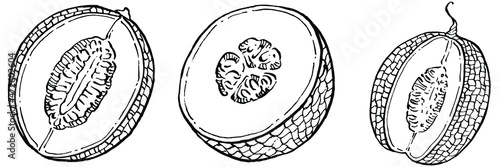 Melon realistic vector sketch. Decorative retro style collection hand drawn farm product for restaurant menu, market label, logo, emblem and  kitchen design. Decoration for food packaging.