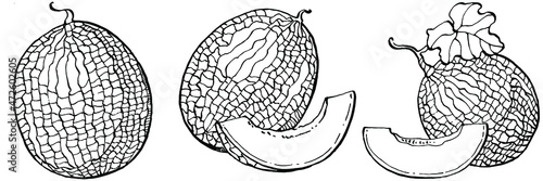 Melon realistic vector sketch. Decorative retro style collection hand drawn farm product for restaurant menu, market label, logo, emblem and  kitchen design. Decoration for food packaging.