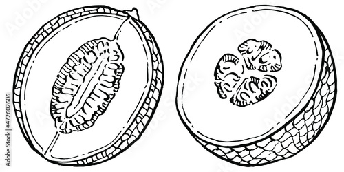 Melon realistic vector sketch. Decorative retro style collection hand drawn farm product for restaurant menu, market label, logo, emblem and  kitchen design. Decoration for food packaging.