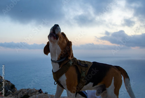 CALPE