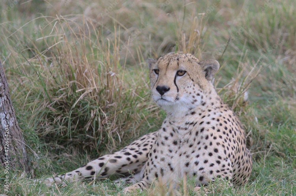 handsome cheetah looking alert for prey and lying down in the wild grass of the masai mara, kenya, handsome cheetah looking alert for prey and lying down in the wild grass of the masai mara, kenya,