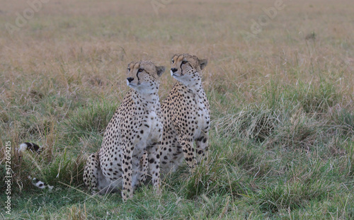 coalition of two cheetahs sitting alert in the wild plains of the masai mara, kenya, scanning the landscape for prey