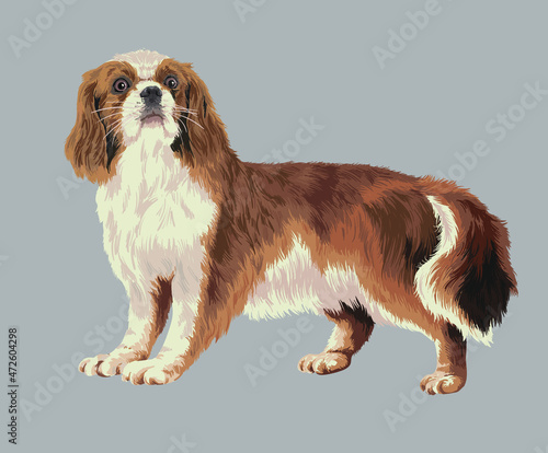 Drawing king charles spaniel, art.illustration, cute dog, vector