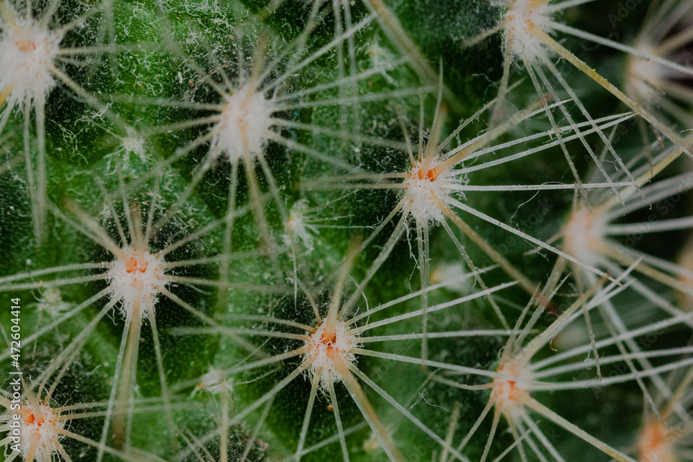 close up of a cactus close up of a cactus