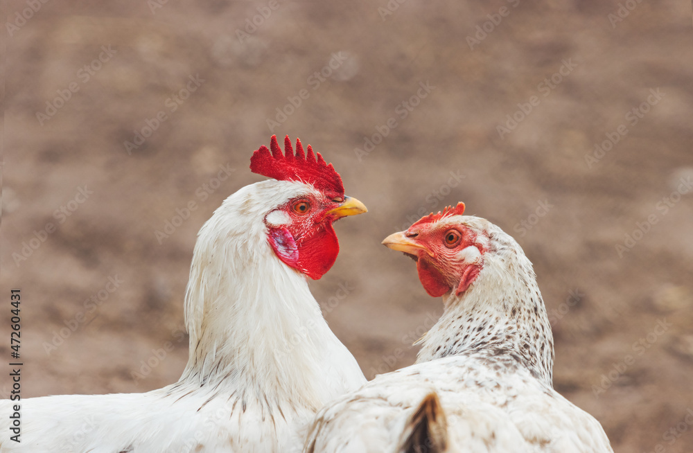 cock and a hen in love kiss
