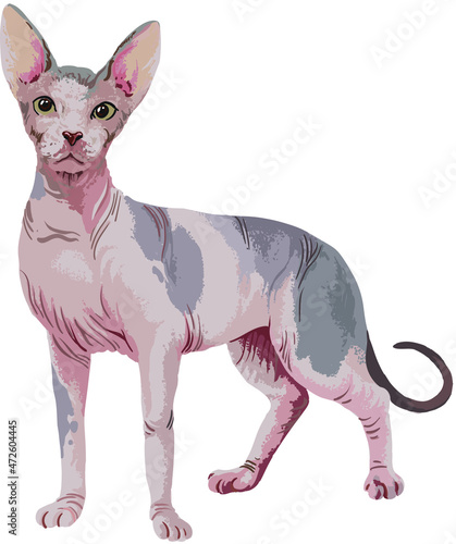 Drawing sphynx cats, art.illustration, hairless cat , vector