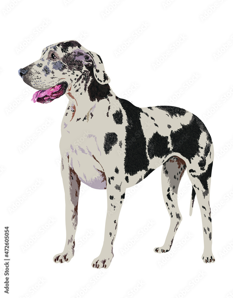 Drawing great dane dog, art.illustration, large dog, vector