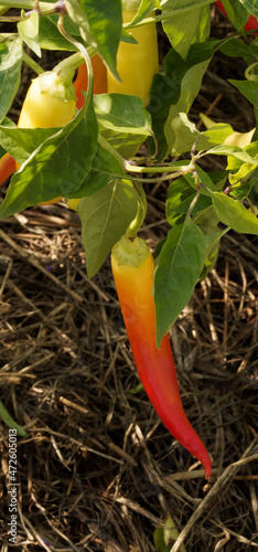 (Capsicum Romana) Piment doux roumain Rouge ou Paprika 'romana'
 photo